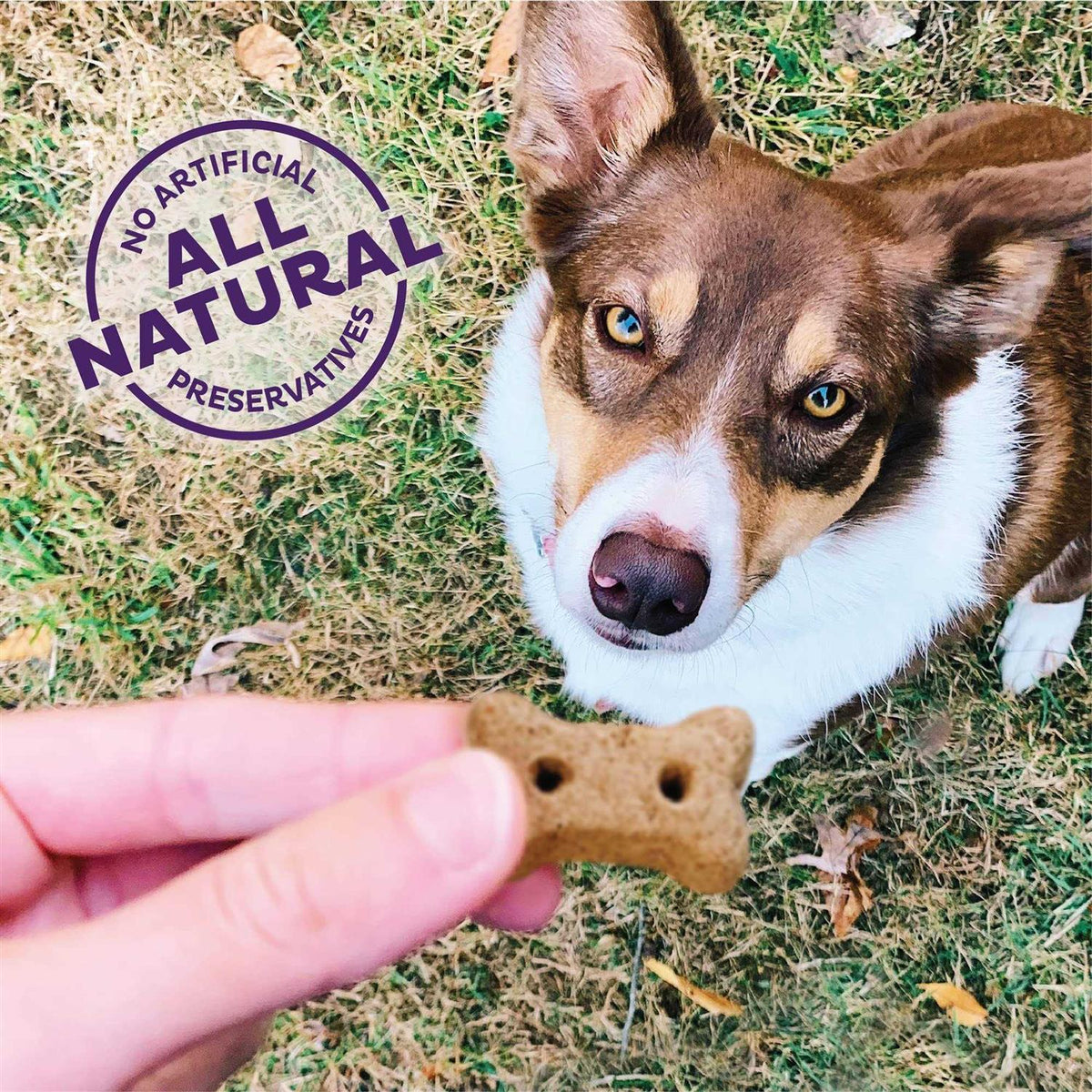 Grain-Free Baked Dog Treats V840