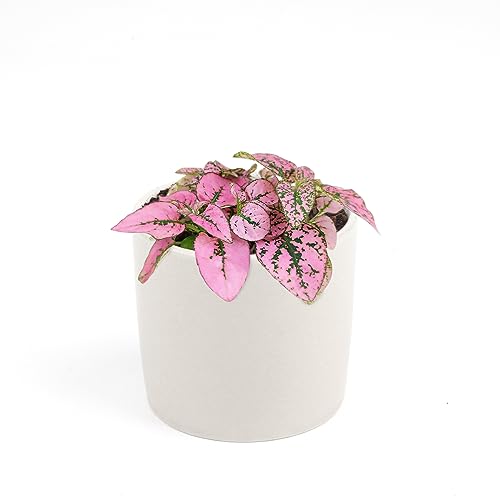 Pink Splash Houseplant K720