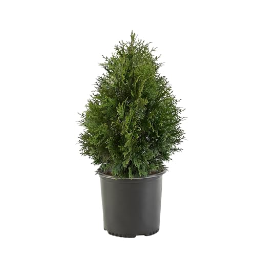 2.25 Gal Green Arborvitae Shrub D48774