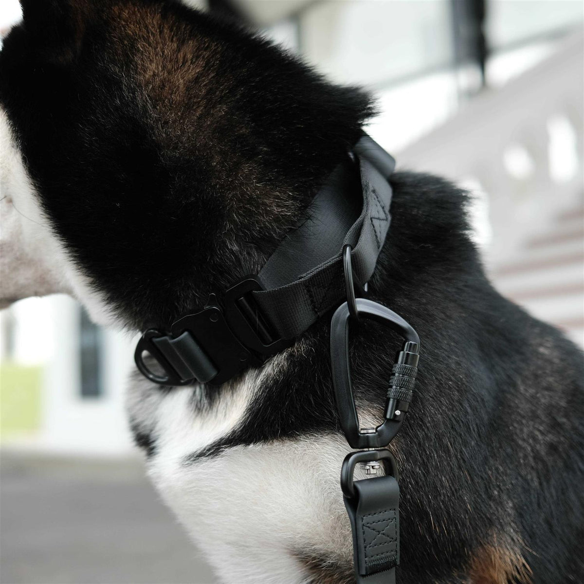 Waterproof Martingale Collar J8585