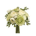 9 in. Ranunculus Bouquet Green-Cream Pack of 6 B970072