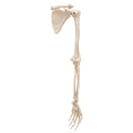 Arm Skeleton with Scapula and Clavicle A881050
