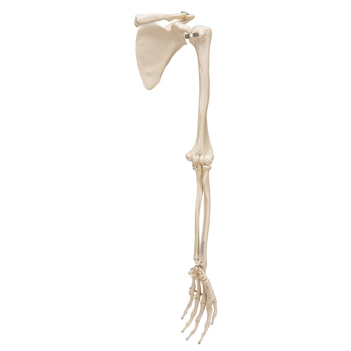 Arm Skeleton with Scapula and Clavicle A881050