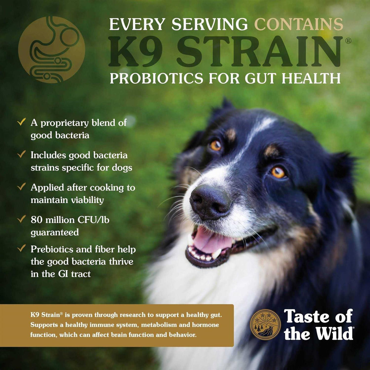 Ancient Mountain with Roasted Lamb Dog Food M58648