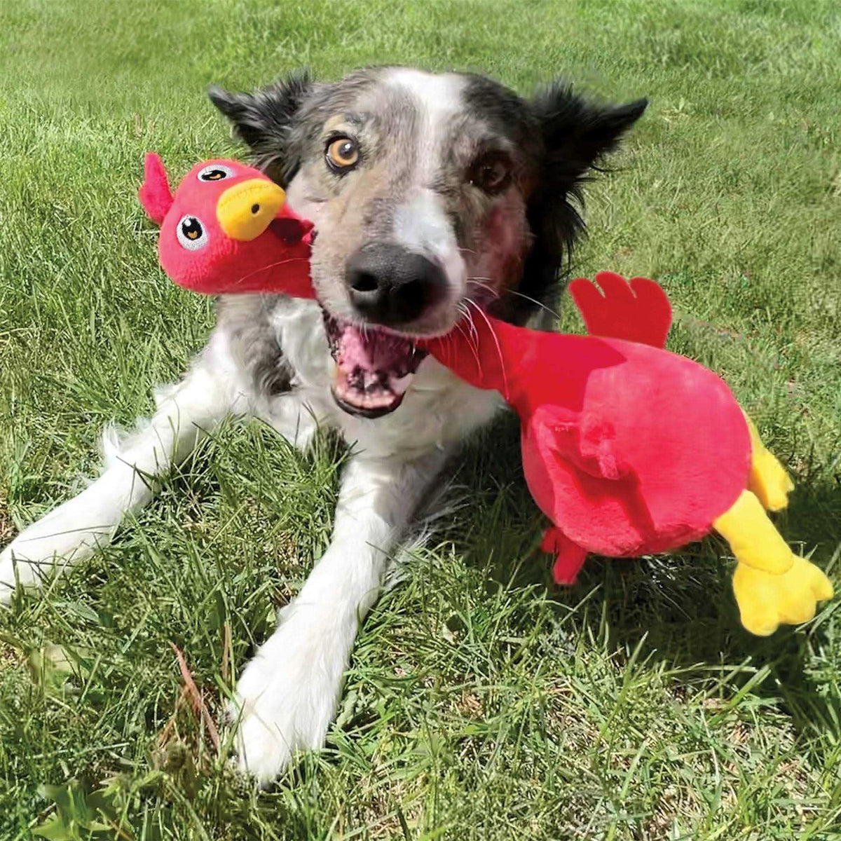 Dog Toy Rooster I548