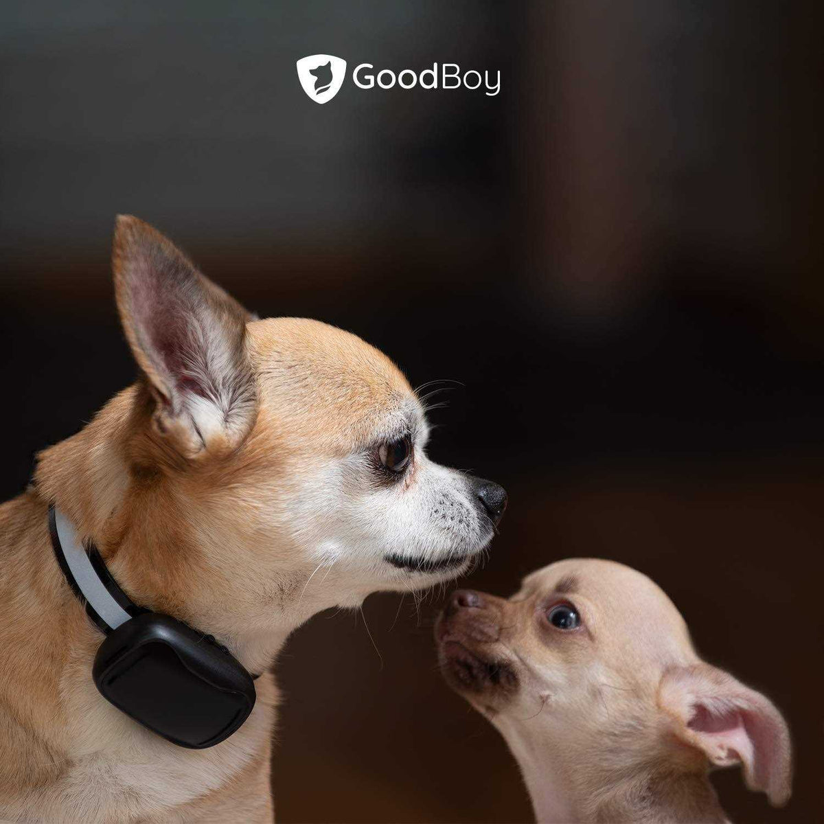 Mini No Shock Remote Collar for Dogs with Beep and Vibration Modes Y886