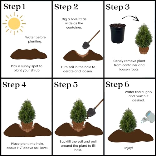 2.25 Gal Green Arborvitae Shrub D48774
