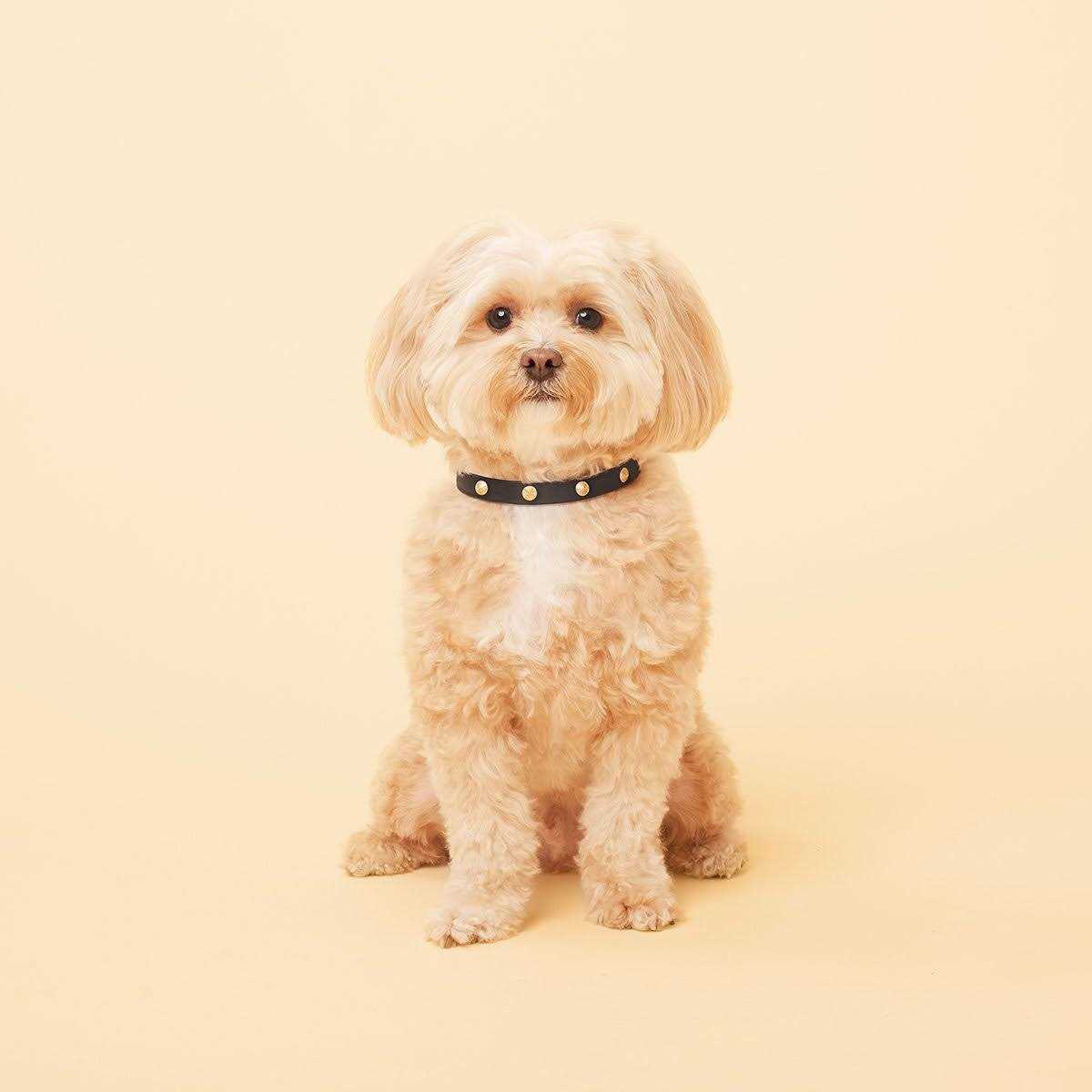 Genuine Leather & Microfiber Bejeweled Circular Stud Dog Collar W270860