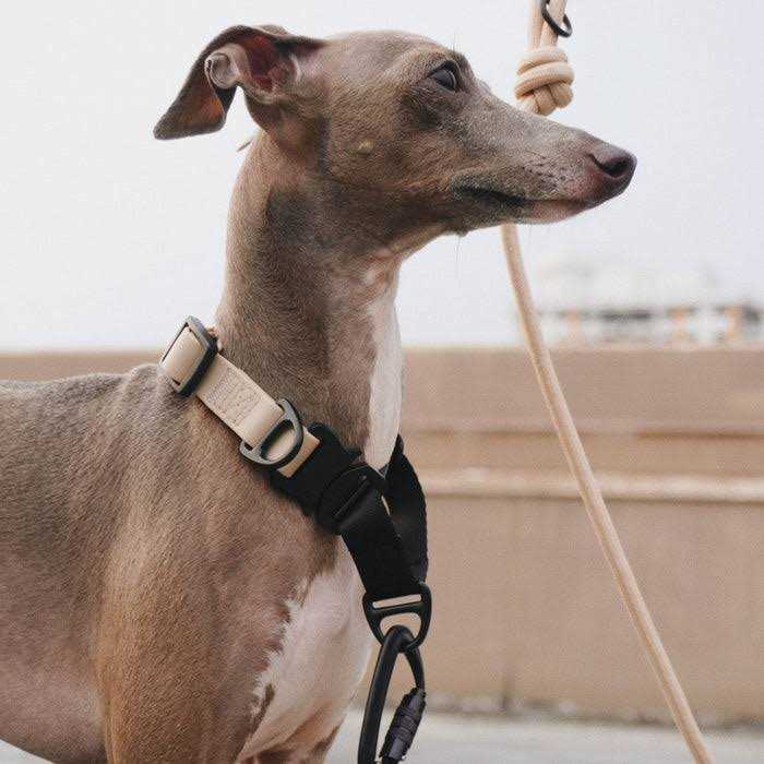 Waterproof Martingale Collar J8585