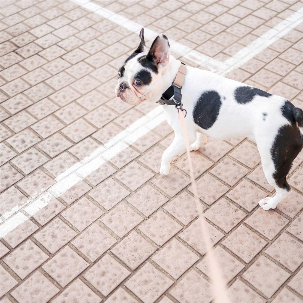 Waterproof Martingale Collar J8585