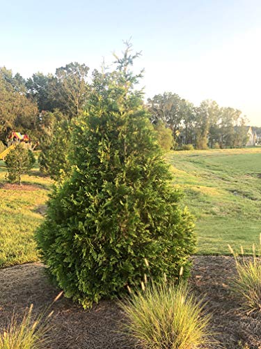 2.25 Gal Green Arborvitae Shrub D48774