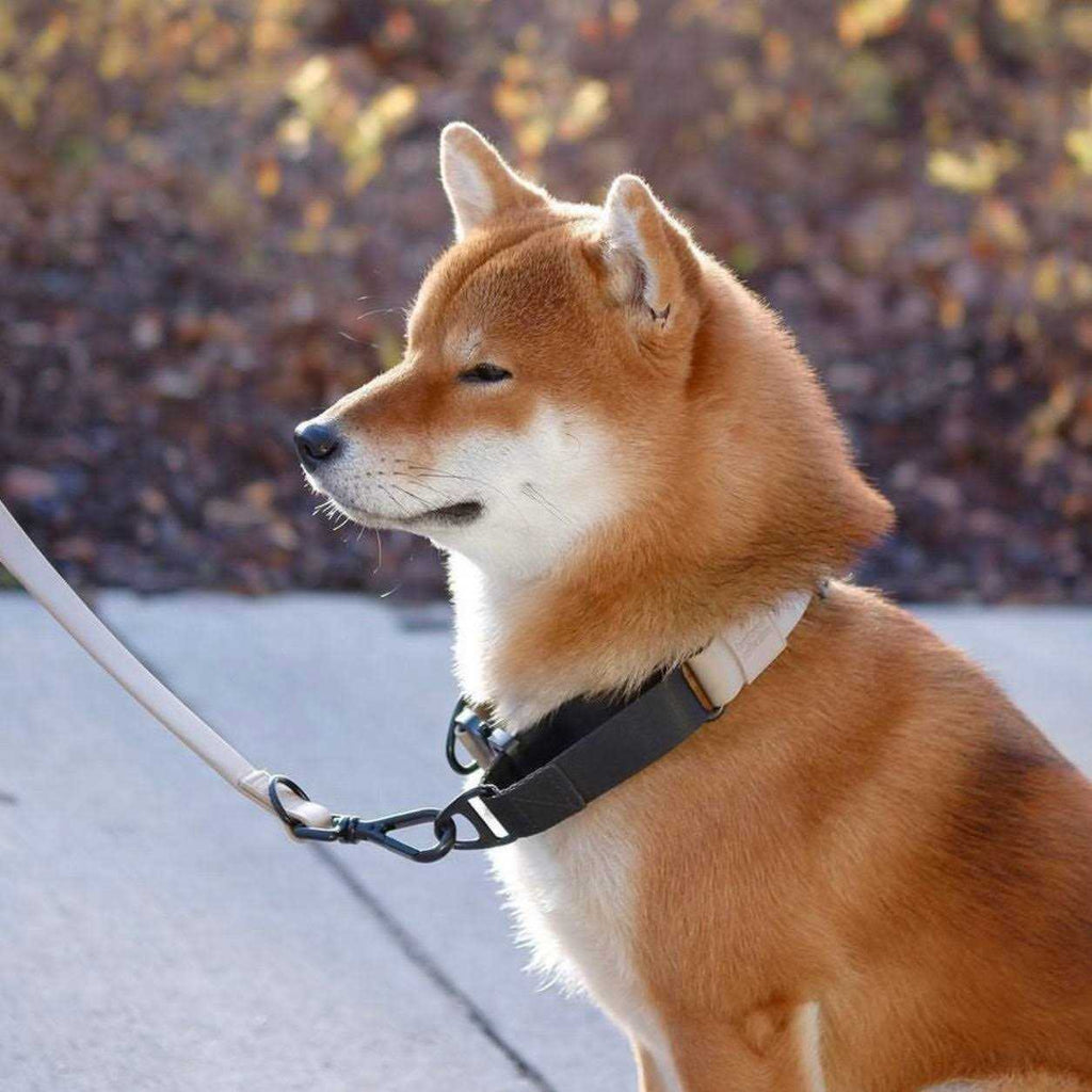 Waterproof Martingale Collar J8585