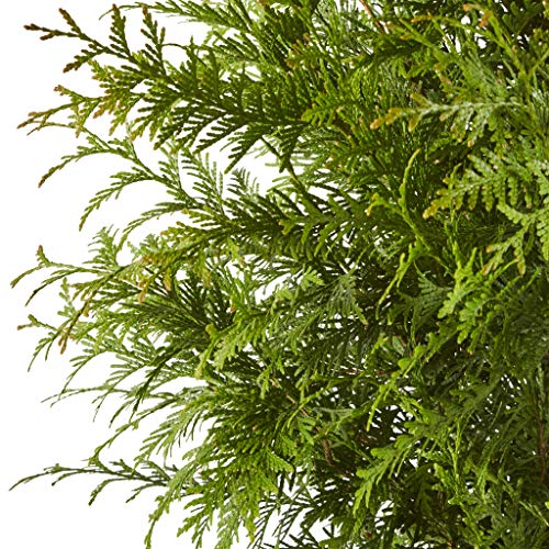 2.25 Gal Green Arborvitae Shrub D48774