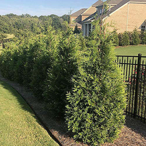 2.25 Gal Green Arborvitae Shrub D48774