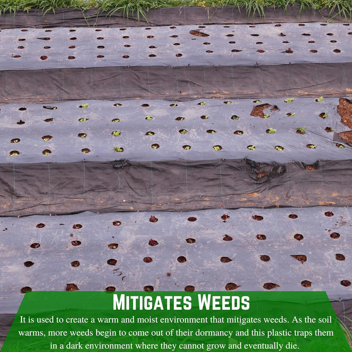 6 Mil Black Plastic Sheeting Weed Barrier Landscape Fabric (40' x 200') Z2116