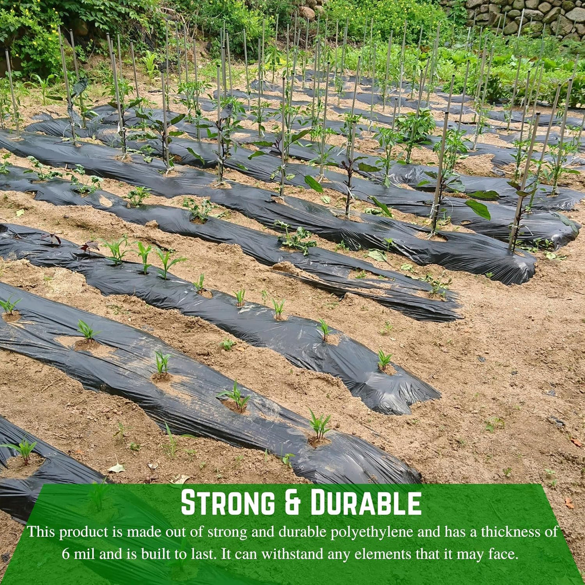6 Mil Black Plastic Sheeting Weed Barrier Landscape Fabric (40' x 200') Z2116