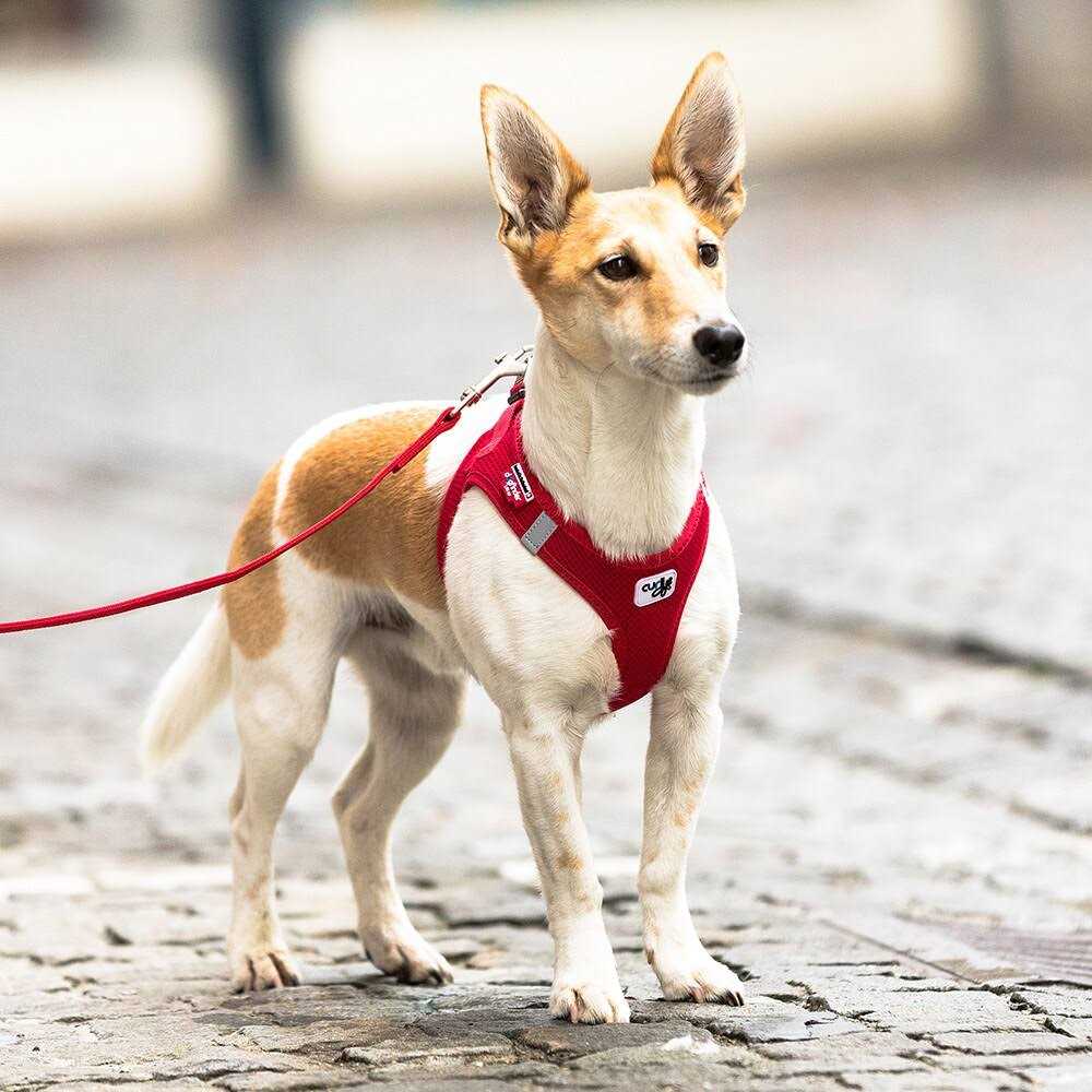 Air-Mesh Dog Harness U122