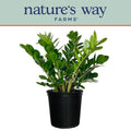 ZZ Live Plant 25-30 in. Tall in Growers Pot R319888