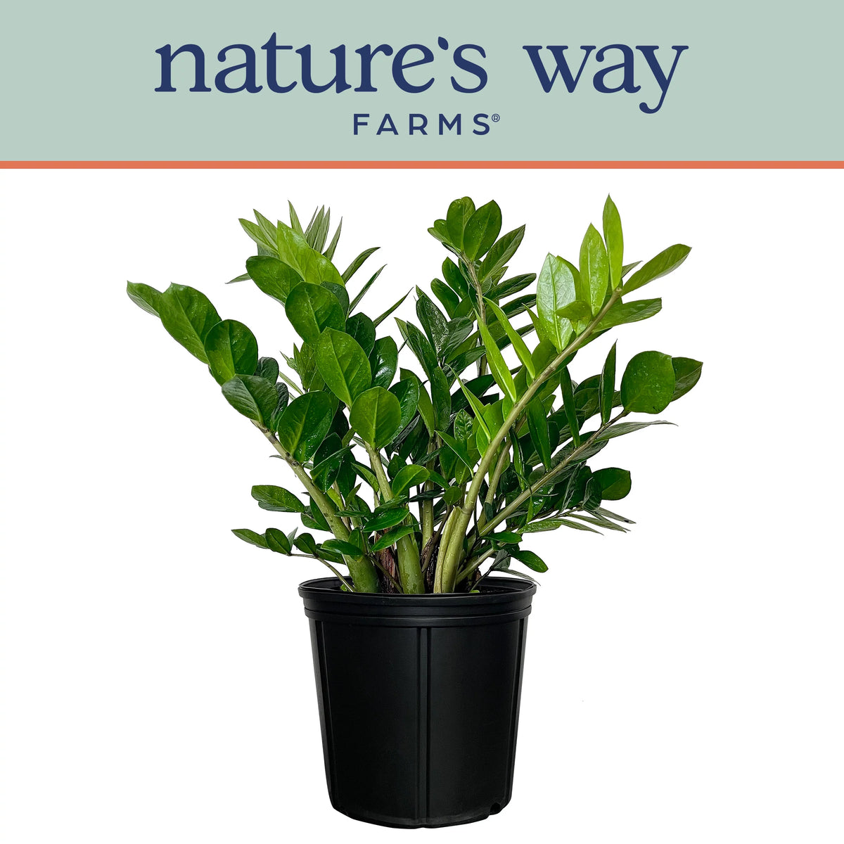ZZ Live Plant 25-30 in. Tall in Growers Pot R319888